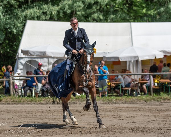 Springpferd Paco Blue van't Breezerhof (Zangersheide Reitpferd, 2011, von Plot Blue)