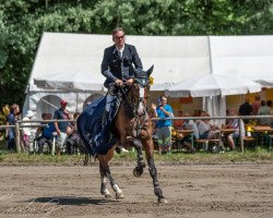 jumper Paco Blue van't Breezerhof (Zangersheide riding horse, 2011, from Plot Blue)