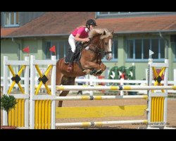 jumper Careysbrook Banner (Welsh-Cob (Sek. D), 2010, from Greete Oscar)