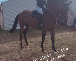 jumper Dolly Buster 4 (Bavarian, 2010, from Diamant de Semilly)
