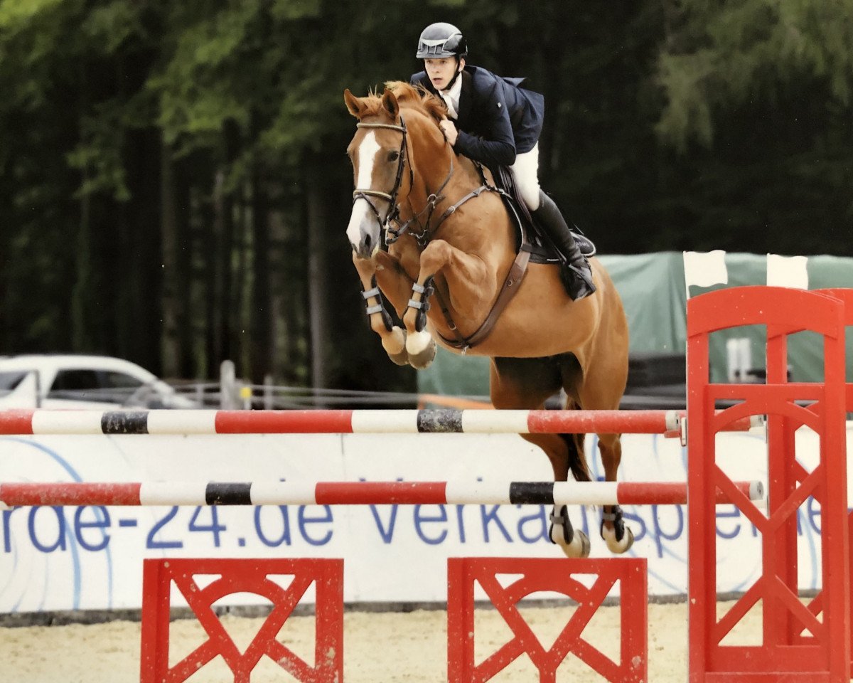 Zuchtstute Qualite de Revel (Holsteiner, 2010, von Quidam de Revel)