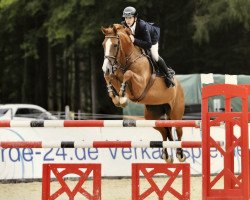 broodmare Qualite de Revel (Holsteiner, 2010, from Quidam de Revel)