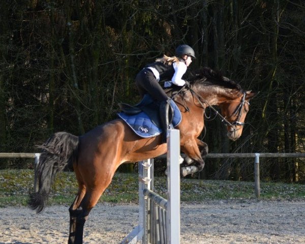 Dressurpferd Brown Sugar B (Westfale, 2009, von Belissimo NRW)