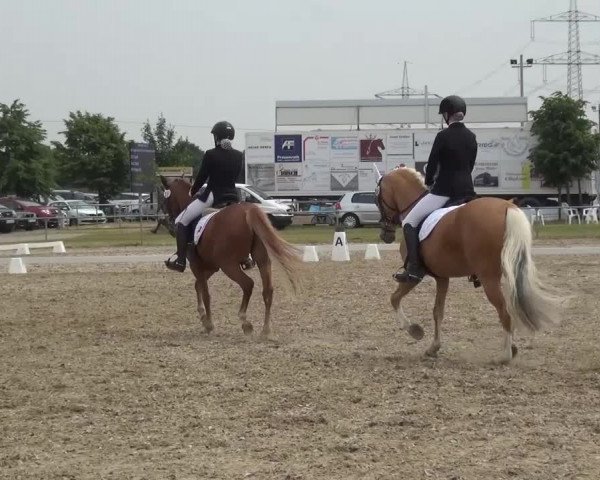 Heinsberger Dressur- und Springtage 2016