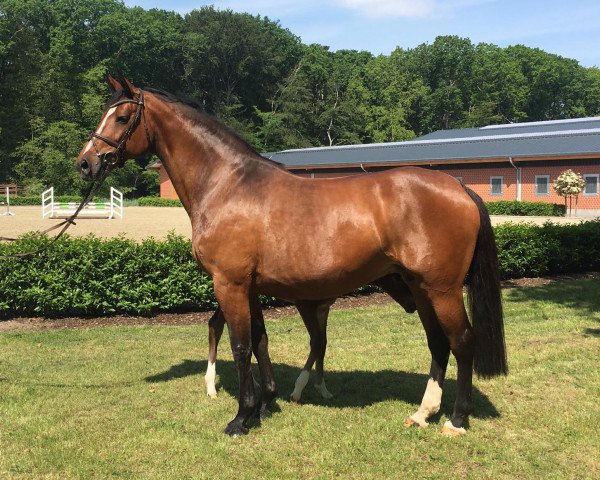 broodmare Z-Cristall (Holsteiner, 2007, from Cristo)