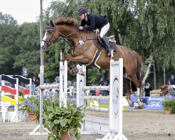 Springpferd Allegra P (Oldenburger, 2011, von Olympic Fire 5)