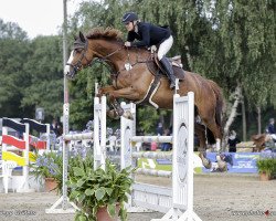 Springpferd Allegra P (Oldenburger, 2011, von Olympic Fire 5)