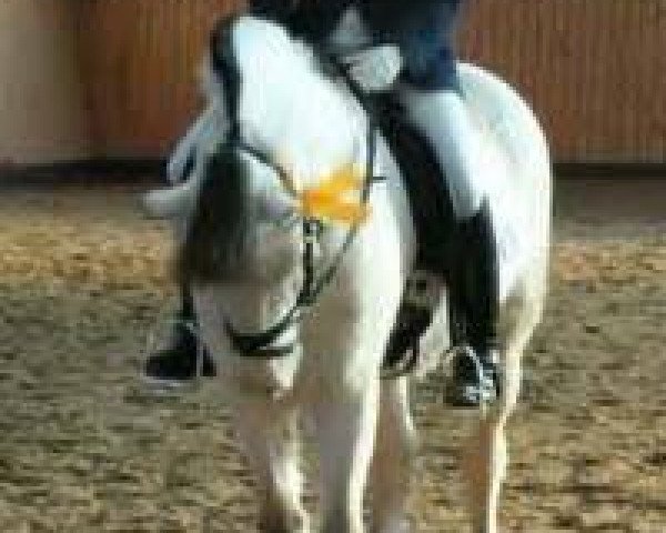 horse Hay Point (Fjord Horse, 1999, from Helge)