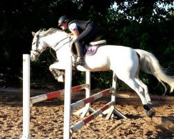 jumper Kentucky 123 (Hungarian Warmblood, 2002)