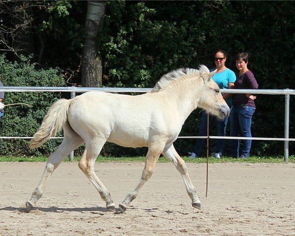 horse Halina (Fjord Horse, 2019, from Silvio Skjöldson)