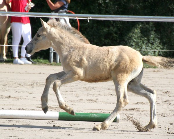 horse Lilou Kiss (Fjord Horse, 2019, from Kelvin)