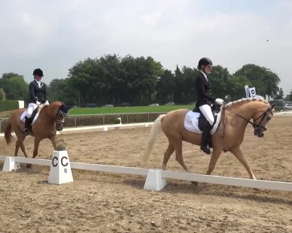 Heinsberger Dressur- und Springtage 2016