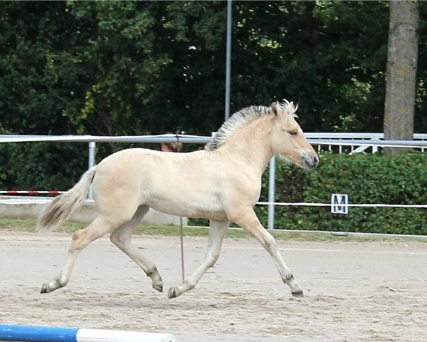 Zuchtstute Fia (Fjordpferd, 2019, von Ilmar)