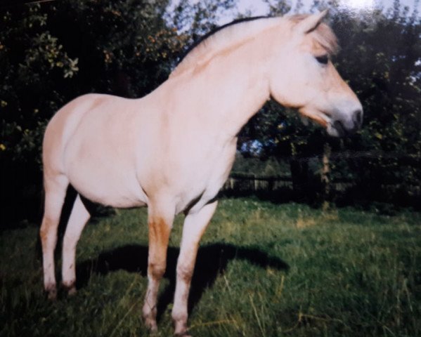 Pferd Orson (Fjordpferd, 1984, von Oelve)