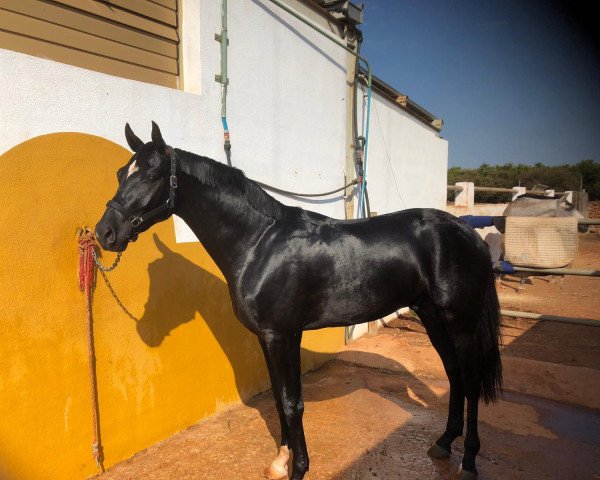 horse Fresno (Westphalian,  , from Fürsten-Look)