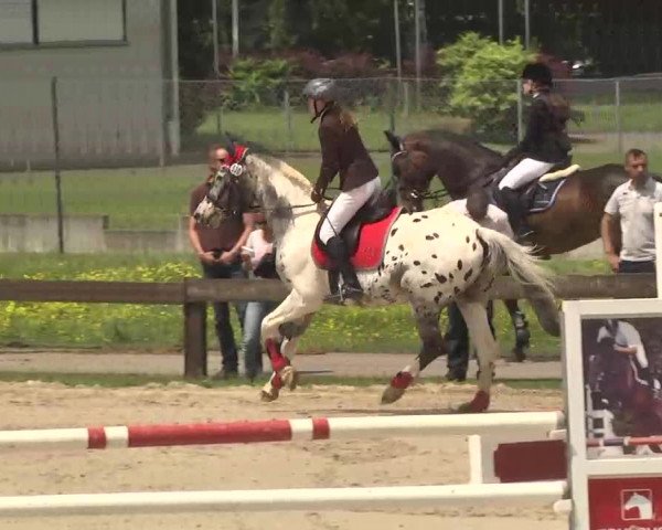 Reitturnier Kleinostheim 2016