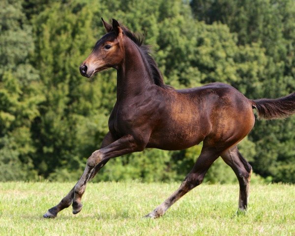 horse Heather Honey (Hanoverian, 2013, from Herbstkönig 2)