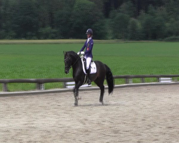 Ponyturnier Billerbeck 2016