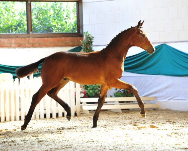 horse Fortunatus (Hanoverian, 2011, from Fidertanz)