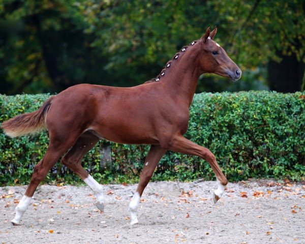 Pferd Daisy (Hannoveraner, 2010, von Fidertanz)