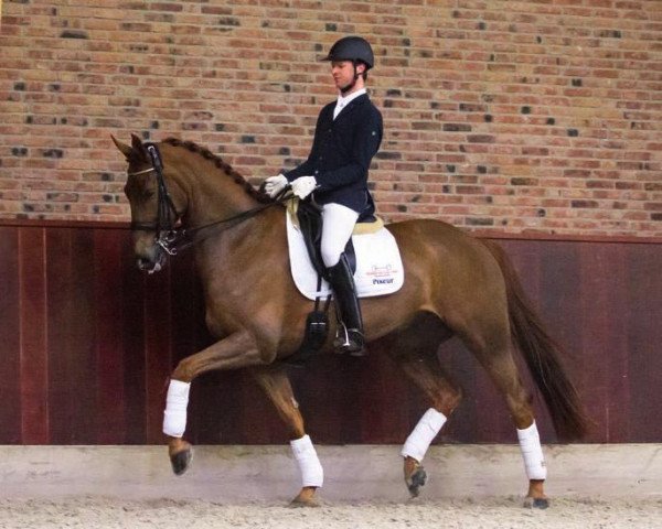 horse Copper la Perle (KWPN (Royal Dutch Sporthorse), 2007, from Watermill Scandic)