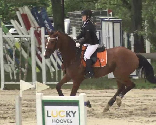 Reitturnier Kleinostheim 2016