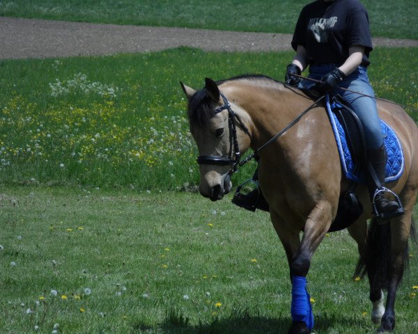 Springpferd Piccolina 91 (Deutsches Reitpony, 2010, von FS Pontiac)