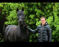 dressage horse Fürst Douglas (Hanoverian, 2012, from Fürstenball)