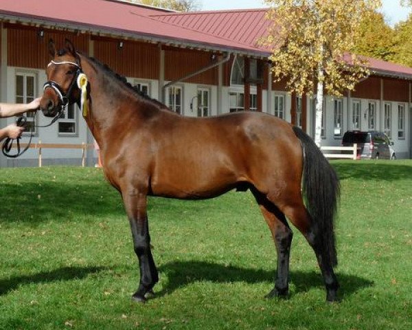 Deckhengst Naseweiss Z (Deutsches Reitpony, 2011, von Nemax)