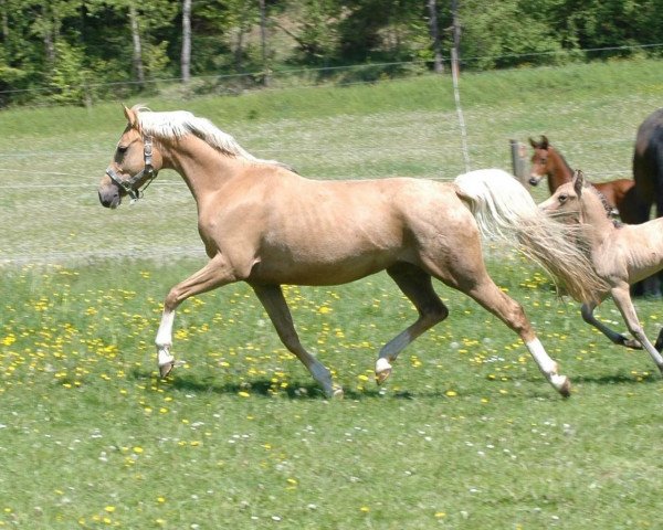 broodmare Princess de Luxe (German Riding Pony, 2011, from Can Dance 3)