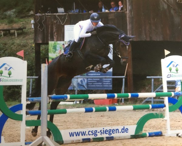 jumper Chelsea (Westphalian, 2014, from Cachassini)