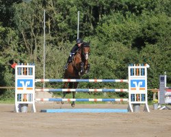 jumper Be my Sunshine 9 (Holsteiner, 2009, from Cracker Jack 5)