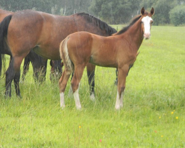 horse Hengst von Asca / Coronas (Westphalian, 2019, from Asca Z)
