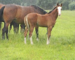 horse Hengst von Asca / Coronas (Westphalian, 2019, from Asca Z)