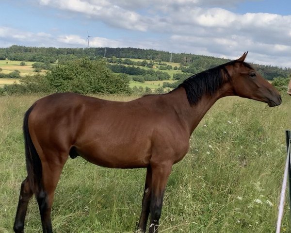 horse Balou (Hanoverian, 2018, from Buckingham)
