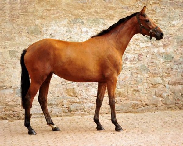 broodmare Schwalbe's Ass (Trakehner, 2017, from High Motion 2)