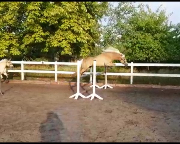 horse Lina (Edelbluthaflinger, 2014, from München 2010 (5,47% ox))