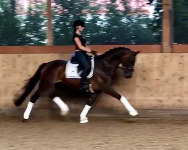 dressage horse Lady Gaga Pk (Westphalian, 2011, from L'espoir)