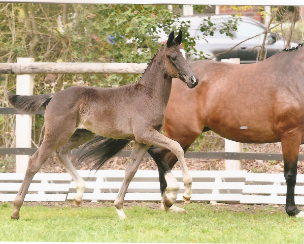 dressage horse Fürstin Ibiza (Oldenburg, 2019, from Fürst Toto)