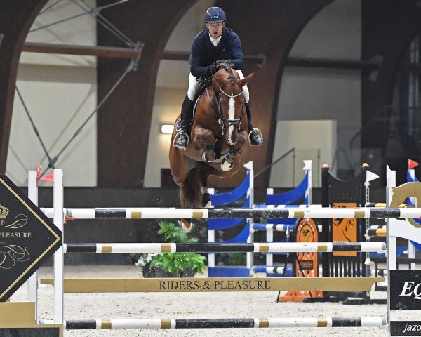 Deckhengst Manchester van't Paradijs (Belgisches Warmblut, 2012, von Elvis Ter Putte)