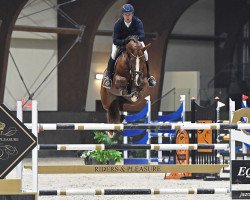stallion Manchester van't Paradijs (Belgian Warmblood, 2012, from Elvis Ter Putte)
