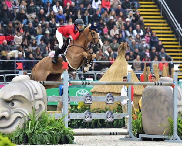 Zuchtstute Venue D'Fees des Hazalles (Belgium Sporthorse, 2005, von President)