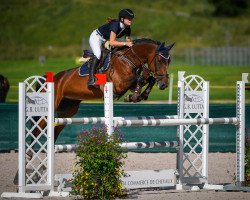 Springpferd Castlefield Illusion (Irish Sport Horse, 2005, von Quidam de Revel)