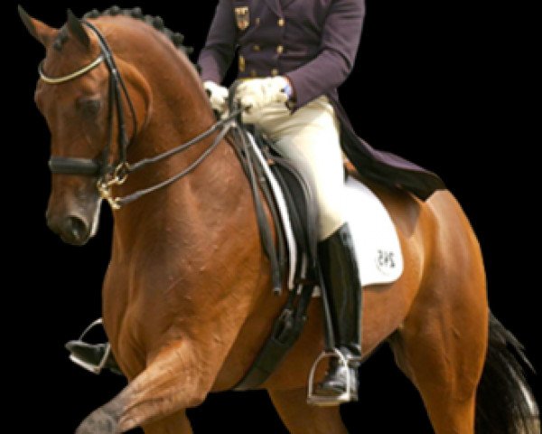 dressage horse Fariano (Hanoverian, 1990, from Wanderbursch I)