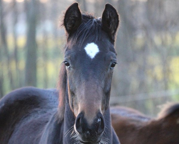 horse Berti (Westphalian, 2019, from Blue Hors Baron)