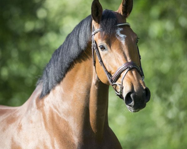 jumper Aragenta (Oldenburg show jumper, 2011, from DSP Araldik)