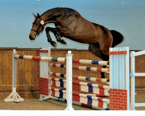 broodmare Libelle (Holsteiner, 2008, from Cassini II)