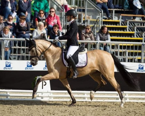 broodmare HBS Golden Mylight NRW (German Riding Pony, 2015, from Golden West NRW)