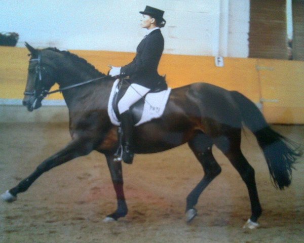 Dressurpferd Prinzeß (Deutsches Reitpony, 1994, von Balthasar)