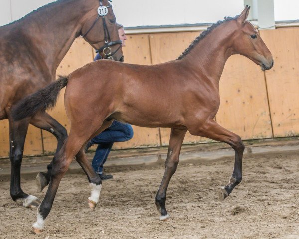 Springpferd Dia Dario (Oldenburger Springpferd, 2019, von Dia Corrado)